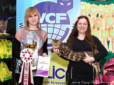 Purebred Bengal kittens in the Odessa cattery ADesaDiamond with delivery across Ukraine. Buy at a discount.11