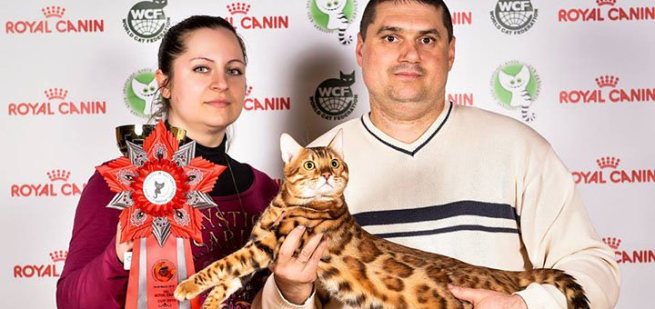 Бенгальські кошенята у розпліднику «A-DesaDiamond» в Одесі. Купуйте бенгалів за акцією.
