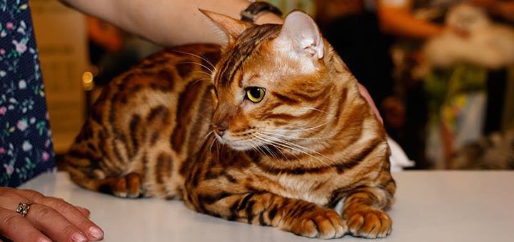 Чистокровные котята бенгалов в одесском питомнике «ADesaDiamond» с доставкой по Украине. Покупайте по скидке.