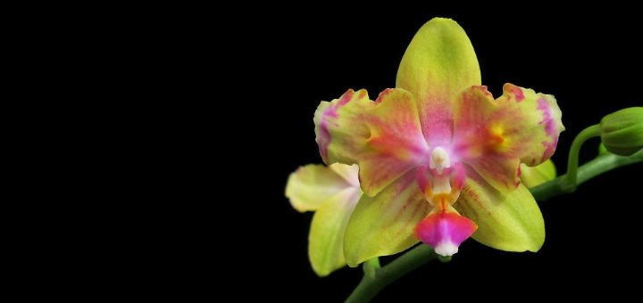 Phalaenopsis orchids in the online store «TsvetOk» in the Dnieper. Buy on stock.