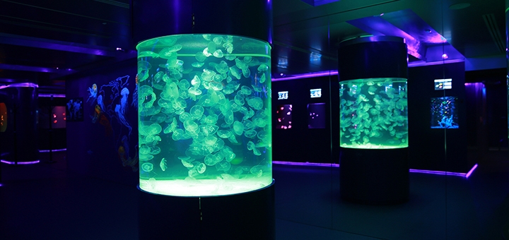 Discounts for holidays at the Jellyfish Museum in Kiev3
