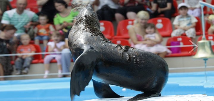 Artists dolphinarium Nemo. Attend a promotion show