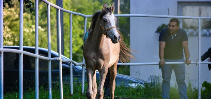 конный клуб Lemberg Horse Club
