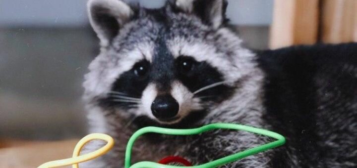 Coffee shop with raccoons in kharkov
