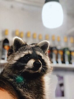 Discount coffee in raccoon coffee