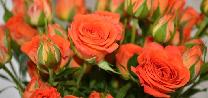 Доставка еквадорських троянд «FlorumFlos» у Вінниці. Замовляйте живі троянди по акції.