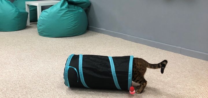 Котокафе Мурляндия в Запорожье