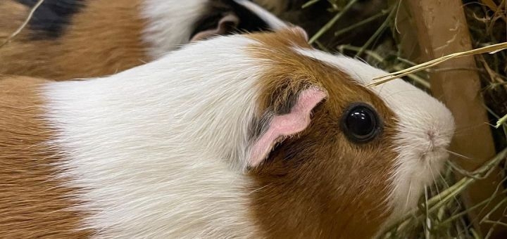 Зоопарк City Zoo в Одессе, скидка на посещение