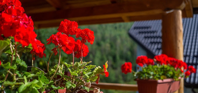 Konopka Guest House in Bukovel. Relax with promotion 1