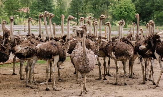 Yasnogorodka Family Ecopark, Zoo