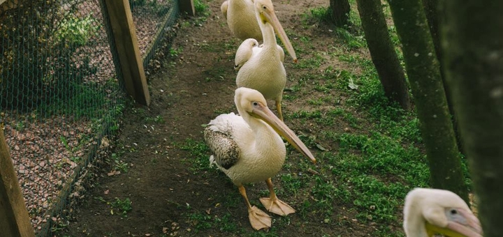 Yasnogorodka Family Ecopark, Zoo