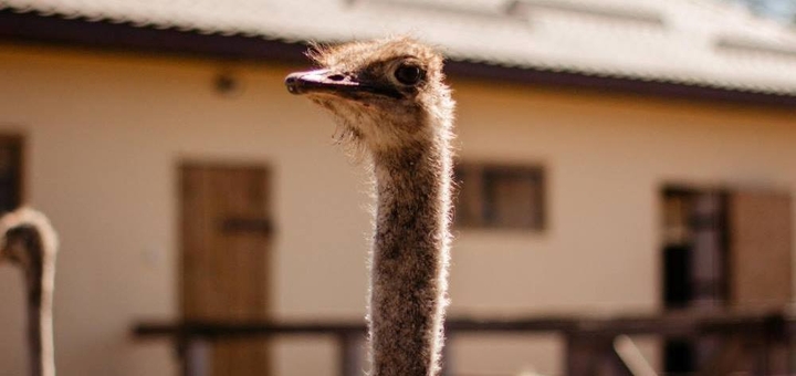 Yasnogorodka Family Ecopark. Ostrich farm