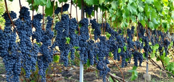Винодельня Berezhnyi Winery под Киевом