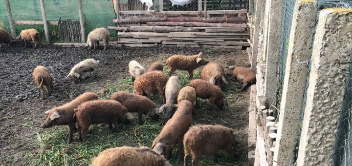 Винодельня Berezhnyi Winery под Киевом