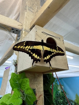 Виставка живих тропічних метеликів за акцією 7
