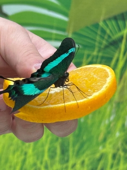 Виставка живих тропічних метеликів з акції 9