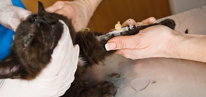 Preparing for treatment of a cat in the «ProKhvost» veterinary clinic in Dnipro. pay for the treatment of animals for the promotion.