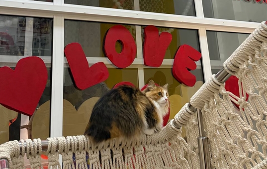 Murcota Cat Cafe. Visit with special offer 26 days a week.