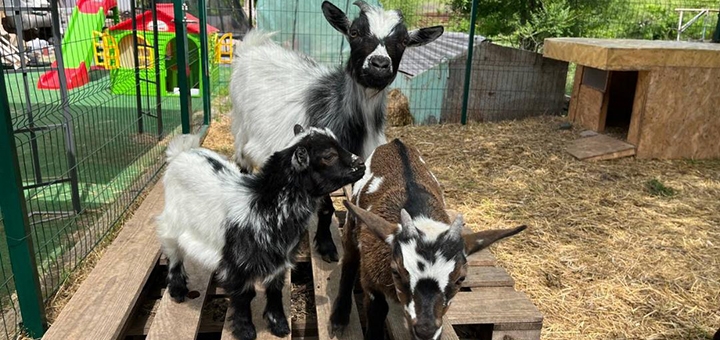 Reset, a Cameroon goat cafe. Visit with a 5% discount.