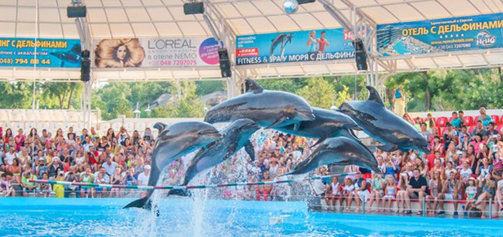 Discounts at the nemo dolphinarium