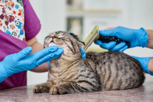 Vaccination of rabbits in the «ProKhvost» center in the Dnieper. Bring your pet for the promotion.