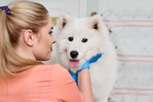 Grooming of the Dnieper dogs in the Prokhvost veterinary clinic. Make an appointment with a veterinarian for a promotion.