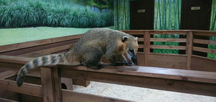 Actions in the zoo "Country Raccoon" in Kiev 2